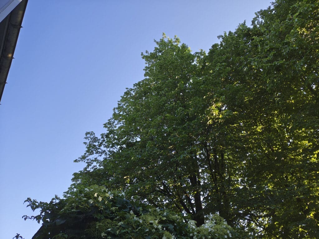Trær mot klar blå sommerhimmel i kveldslys, fotografert med Motorola Edge 70